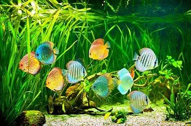 Aquarium Management Service