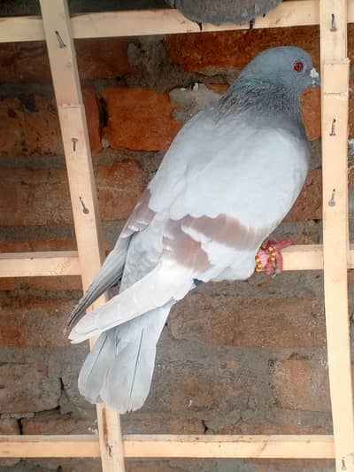 Rangeen Kabutar for sale