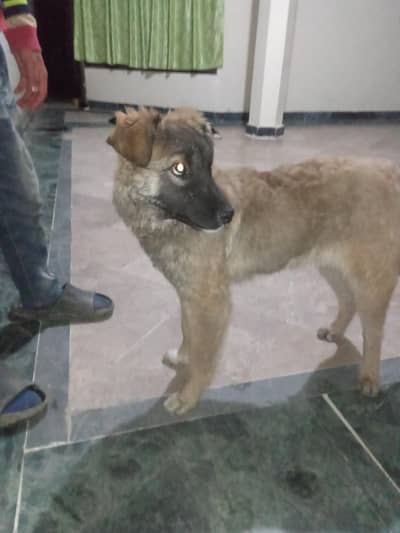 sale Alsatian dog 6 months