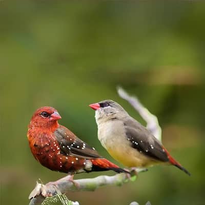 Strawberry finch breeder pair