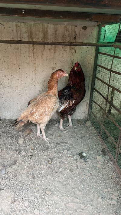 Amroha and shamo hen