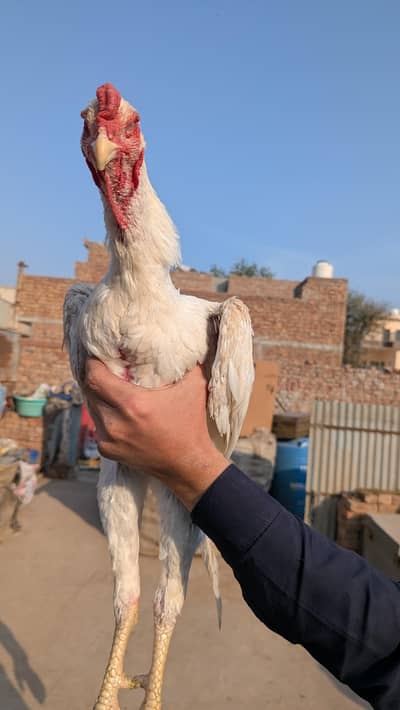 shyamu aseel murga paper white