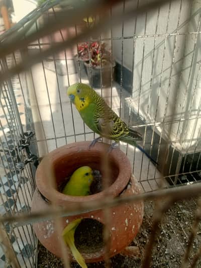 budgie parrots forsale