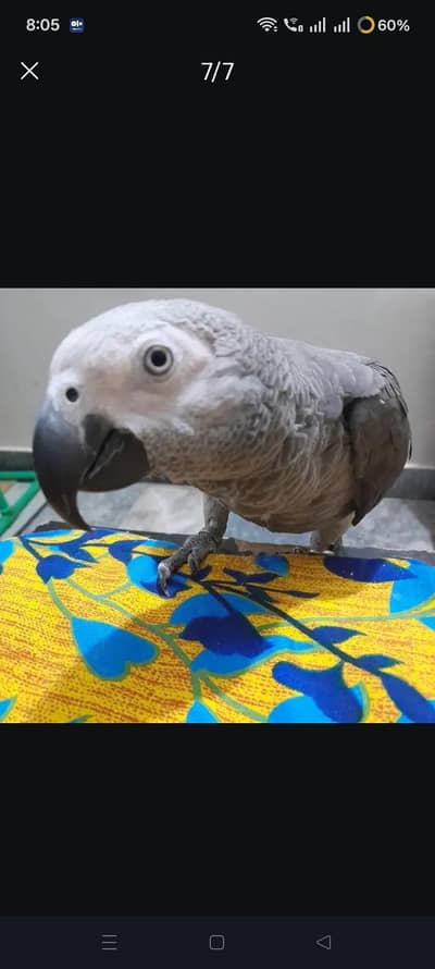 gray parrot