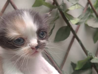 Persian kitten for sale