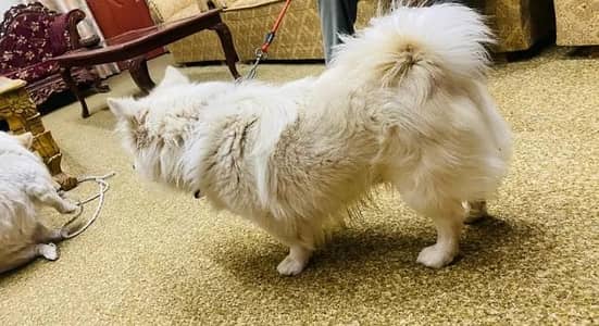 Russian dogs for sale 03478614132 call whatsap