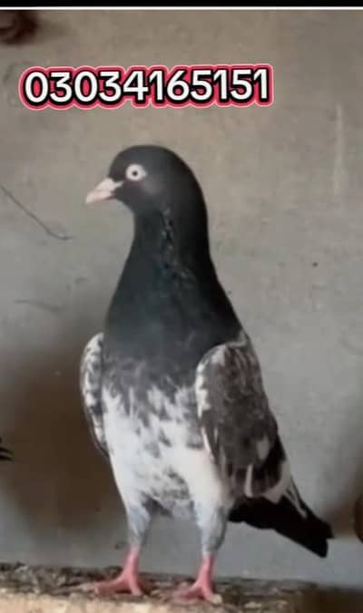 outclass resulted teddy