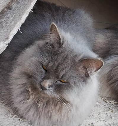 only serious costumer dm me cat is male very healthy and happy