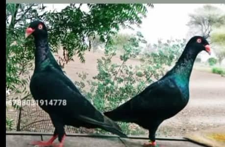 Black Danish breeder pair . . imported quality