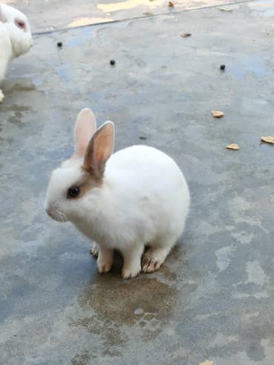 Rabbits for Sale