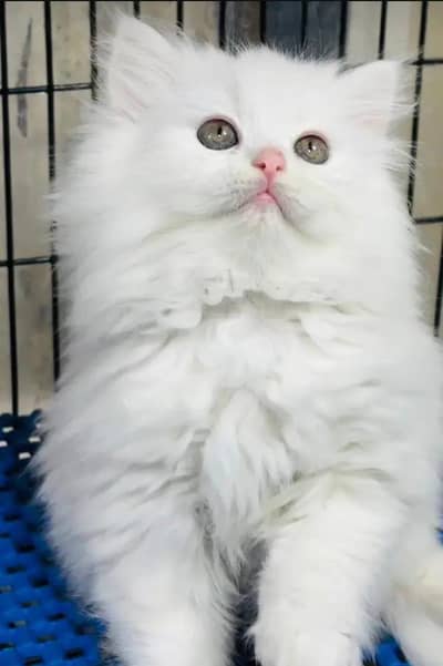 Persian cat 2month age vacation My WhatsApp number