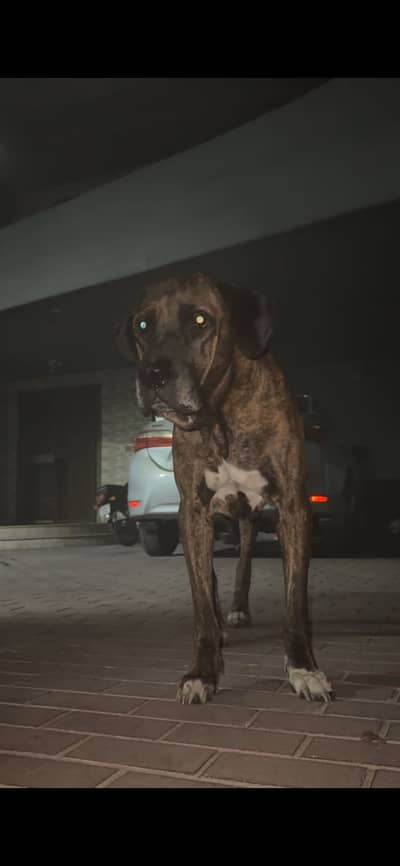 Cane Corso X Pakistani Bully