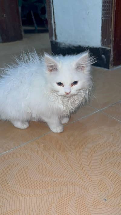 Semi punch face kitten