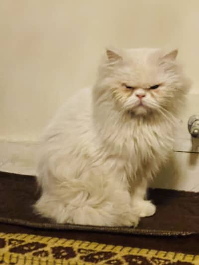 I am selling persian punch face male cat odd eyes