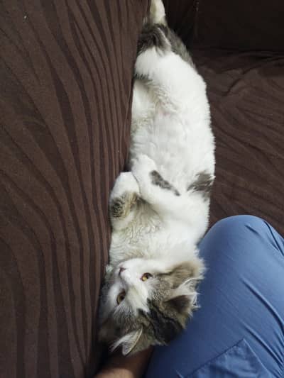 British Longhair Male Cat – 1 Year – Vaccinated & Neutered