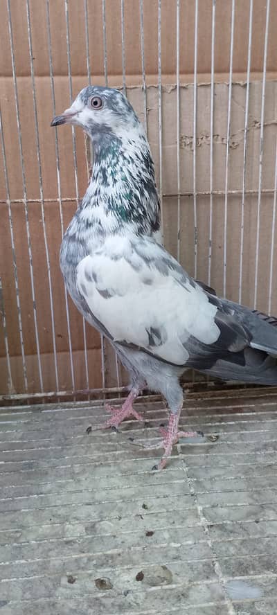 Highflyer kabli pair