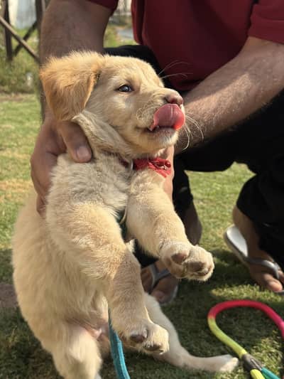 55-Day-Old Golden Retriever Puppy for Sale