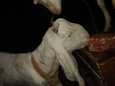 gulabi putt or original tapra