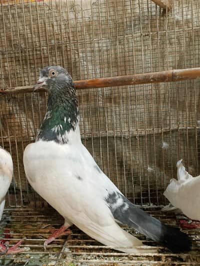 high flyers tedy pigeon