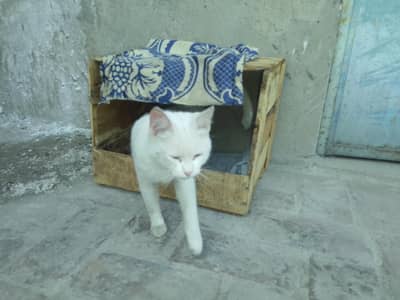 white cat full trained