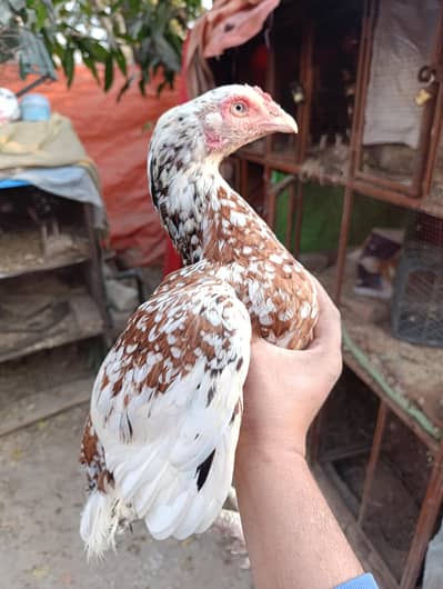 High Quality cheeni maadi and heeri maadi