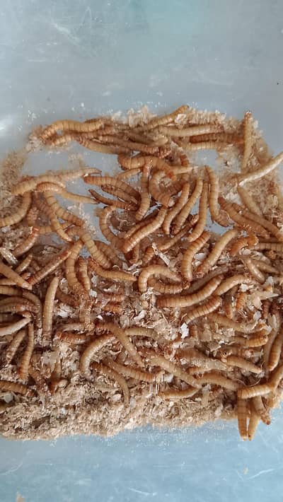 Mealworms