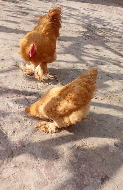 *Pure Aseel heera | golden buff hen pair /white paper heera*
