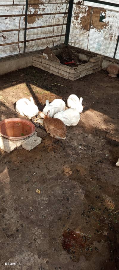 newziland white sale