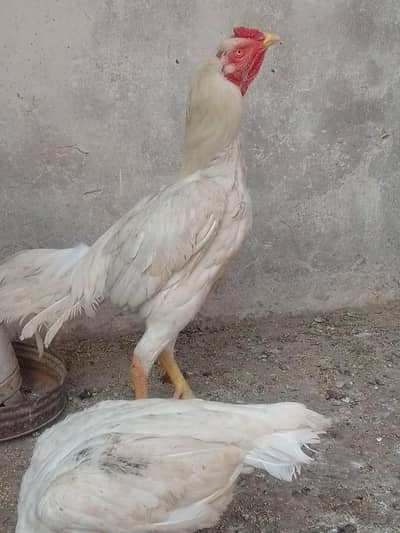 Aseel Heera paper white