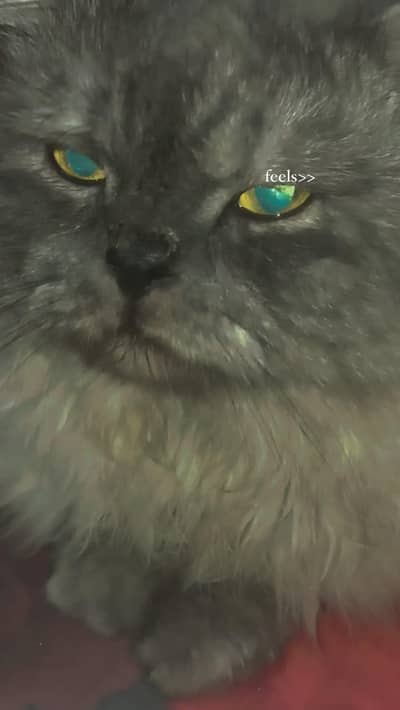 triple coat Persian cat