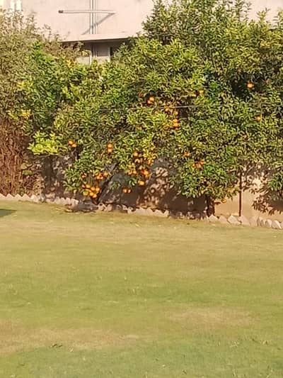 23 Marla Old House For Sale In Zaman Colony Front 51 Feet