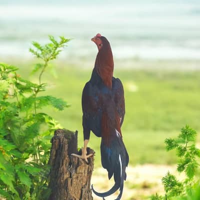 Home-Bred Aseel Mianwali (Male) for Sale