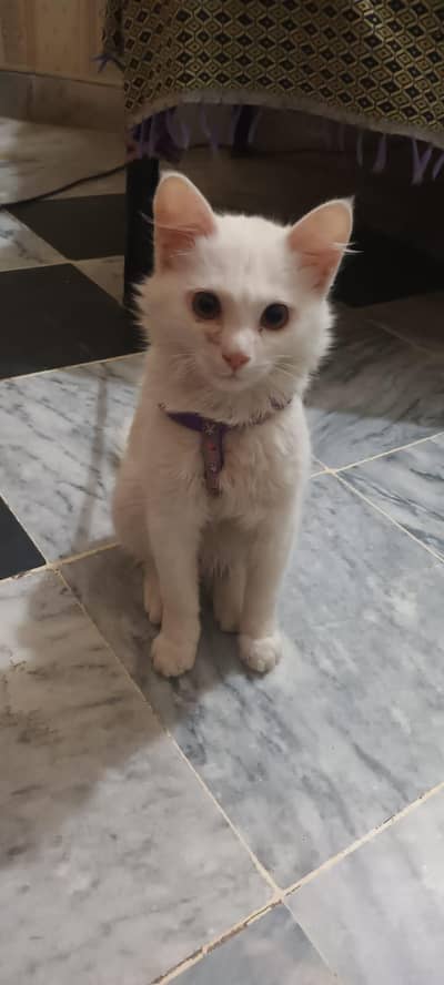 Persian Cat For Sale (kitten)