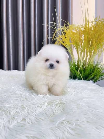 Pomeranian puppy dog for sale