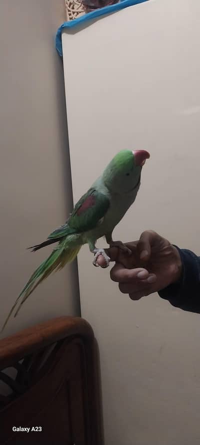 RAW Parrot Male Hand Tamed