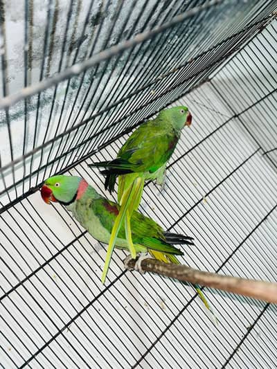 raw breeder pair with box and cage