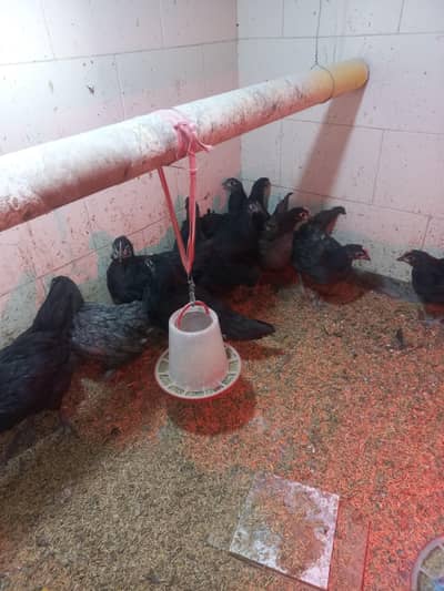 Heritage Australorp