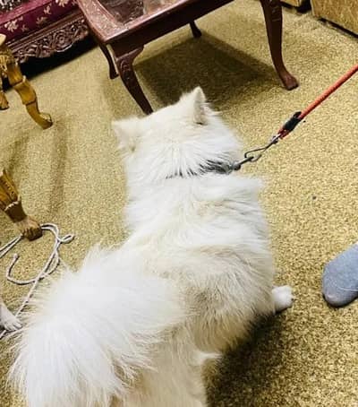 Russian dogs for sale 03478614132 call whatsap