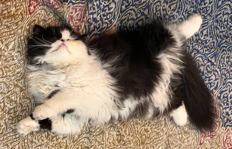 CFA Pecky face persian cat