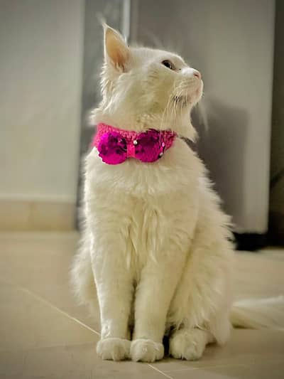 Persian cat for sale