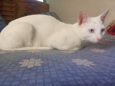 vaccinated and trained beautiful white cat with beautiful Blue eyes