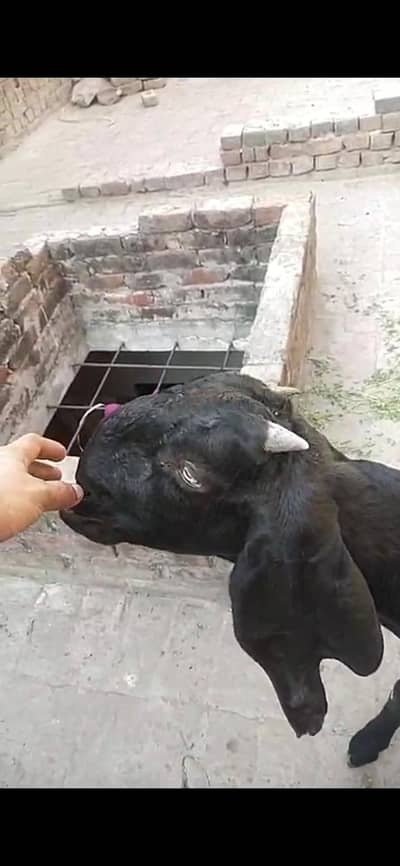 female 11 mah age abi kheri hy 32 hight hy