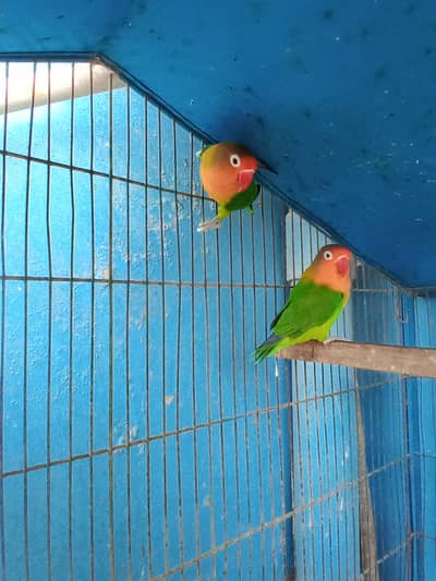 LOVE BIRDS ( FISHER )