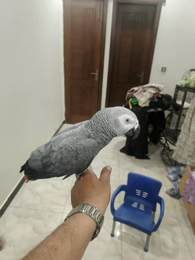 Grey Parrot Talkative