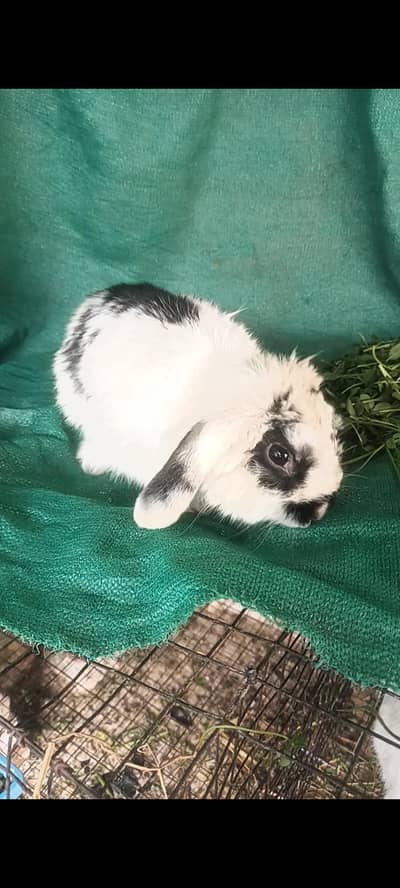 HOLEND LOOP BREEDER FEMALE AVAILABLE