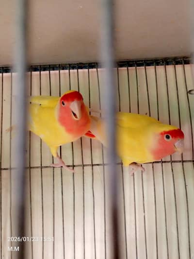 cocktail pair with cage urgent sale exchange possible