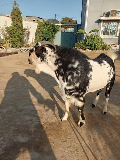 teddy breeder 2 dant