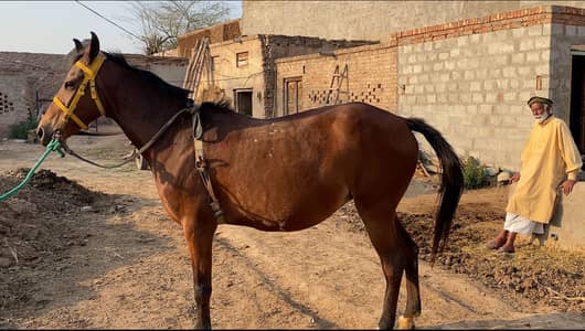Pure Desi Breed Female Horse For Sale In Sargodha