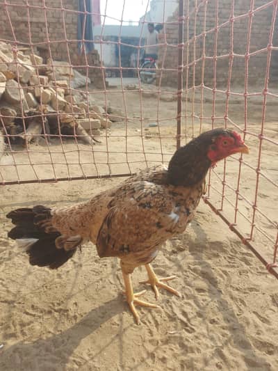 old blood line munasib rate