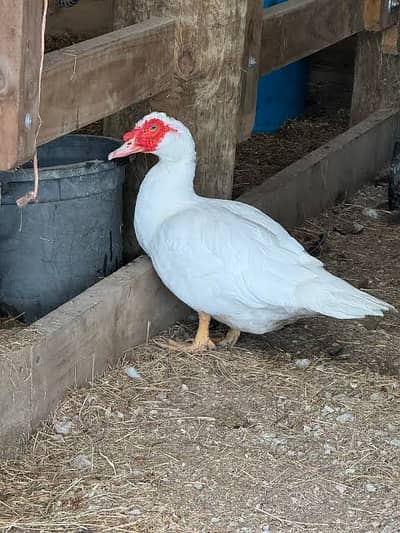 Mascovy breeder males for sale weight near 3kg